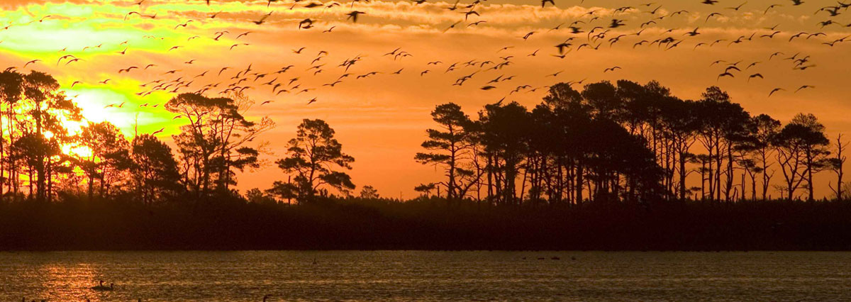 Heritage Landing sunset trees background