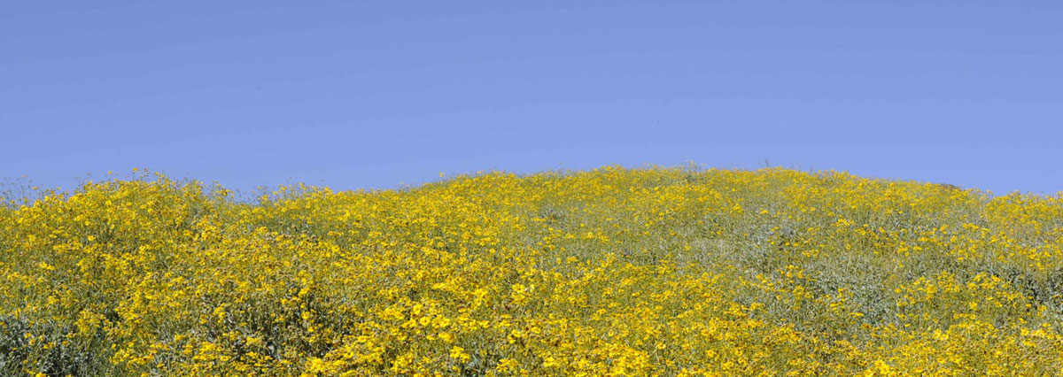 Heritage Landing daisy fields background